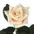 Talea.png Роза Talea