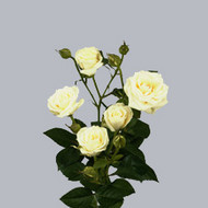 Роза Viviane