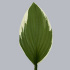 Hosta_Francee.jpg Hosta Francee