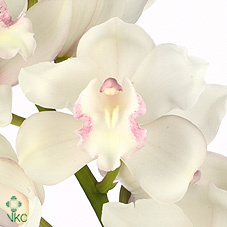 Орхидея White