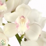 Орхидея White