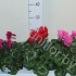Цикламен Cyclamen SS Mammoth Gemengd Цикламен Cyclamen SS Mammoth Gemengd