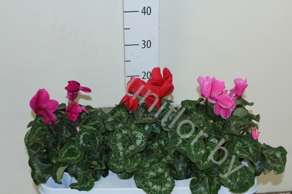Цикламен Cyclamen SS Mammoth Gemengd