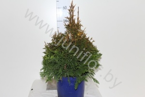 Туя Thuja Cancan