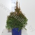Туя Thuja Cancan Туя Thuja Cancan