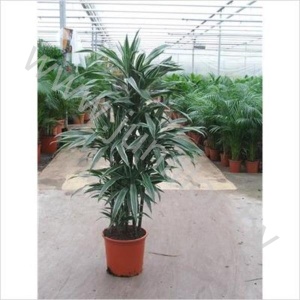 Драцена Dracaena Warneckei Carrousel