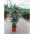 Драцена Dracaena Warneckei Carrousel Драцена Dracaena Warneckei Carrousel