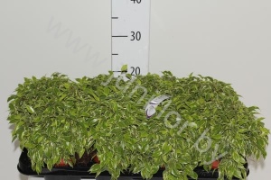 Фикус Ficus Lovely