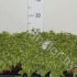 Фикус Ficus Lovely
