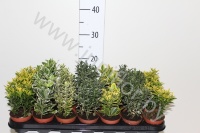 Эвонимус Euonymus Mix