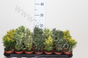 Эвонимус Euonymus Mix