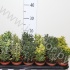 Эвонимус Euonymus Mix Эвонимус Euonymus Mix