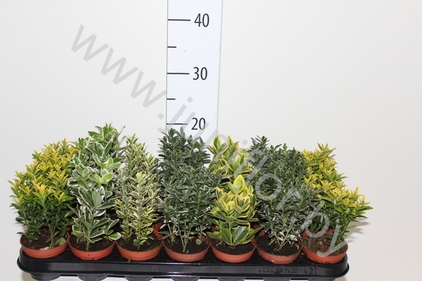 Эвонимус Euonymus Mix