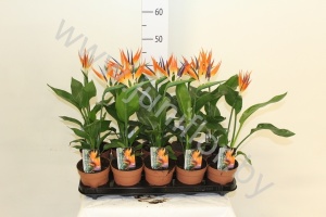 Стрелиция Strelitzia Met Plasticflower