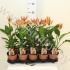Стрелиция Strelitzia Met Plasticflower Стрелиция Strelitzia Met Plasticflower