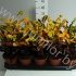 Кодиеум Codiaeum Mammi Кодиеум Codiaeum Mammi