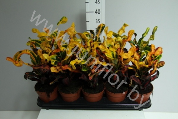 Кодиеум Codiaeum Mammi