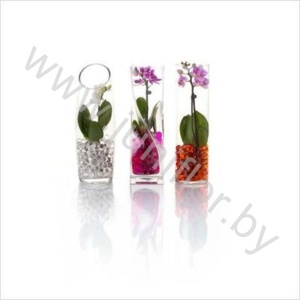 Фаленопсис Phal Mini 1 tak Glas Mix