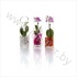 Фаленопсис Phal Mini 1 tak Glas Mix Фаленопсис Phal Mini 1 tak Glas Mix