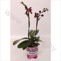 Фаленопсис Phal Multiflora Gaucho 2 tak