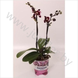 Фаленопсис Phal Multiflora Gaucho 2 tak