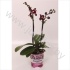 Фаленопсис Phal Multiflora Gaucho 2 tak Фаленопсис Phal Multiflora Gaucho 2 tak