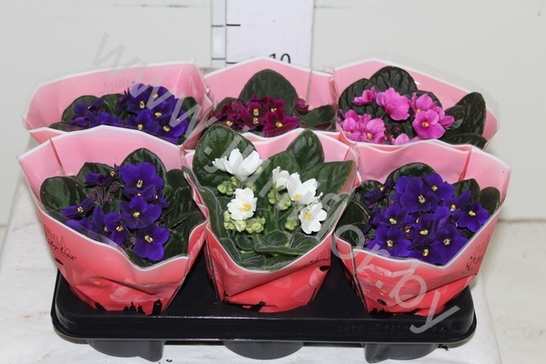 Сенполия City-Line Mixed