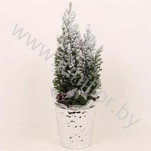 Кипарис Cham.Sn.Relief Kersttoef SNOW