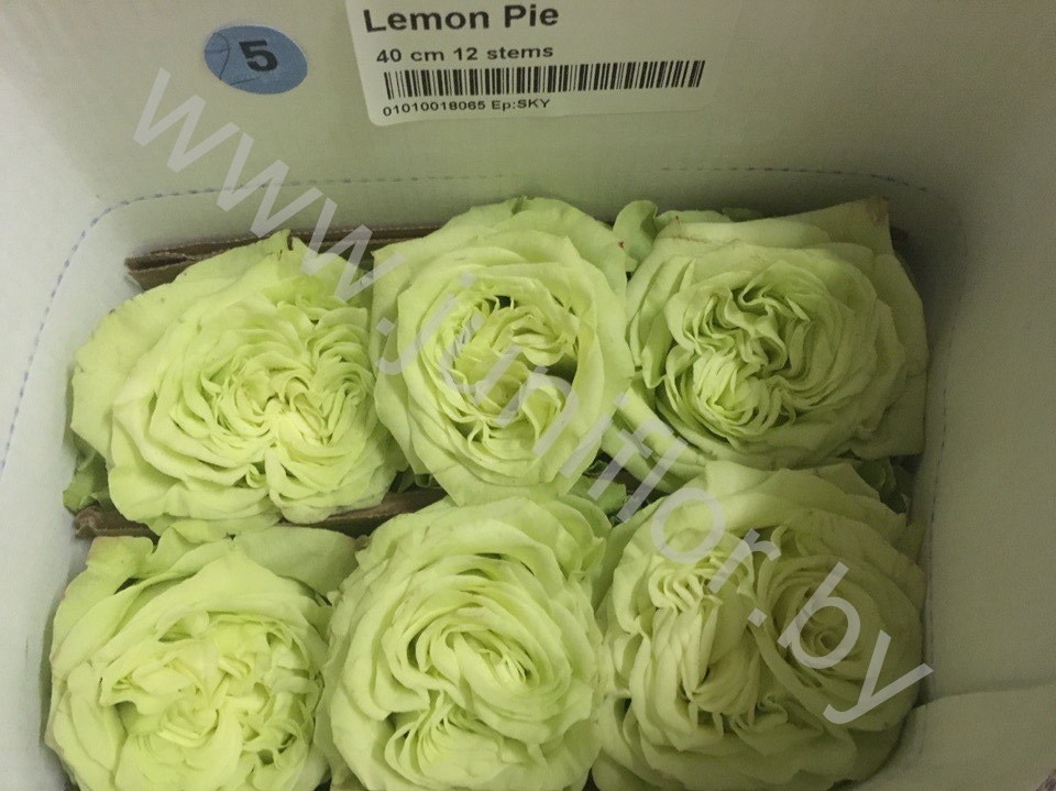 Пионовидная роза Lemon Pie