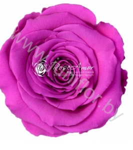 Стабилизированная роза Rose pr PUR02