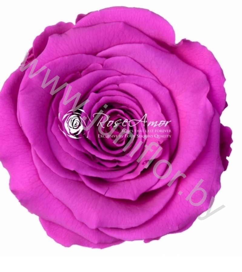 Стабилизированная роза Rose pr PUR02