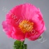 Пион Paeonia Paula Fay