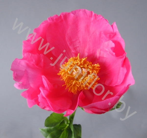 Пион Paeonia Paula Fay