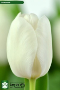 Darwisnow