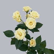 Роза White Lydia