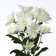 Хризантема Anastasia