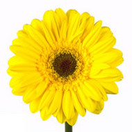 Гербера Classic Fabio Yellow