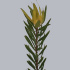 Leucadendron_Inka_Gold.jpg Leucadendron Inka Gold