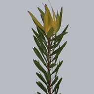 Leucadendron Inka Gold