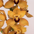Орхидея Yellow