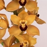 Орхидея Yellow