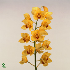 Орхидея Yellow