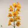 Орхидея Yellow