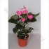 Антуриум Picasso Roze Антуриум Picasso Roze