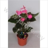 Антуриум Picasso Roze
