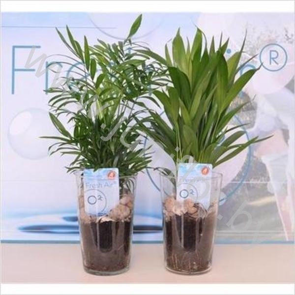 Пальмовый миксIn Vase Glass
