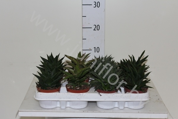 Алоэ CITES Mixed Cites