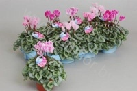 Цикламен Cyclamen SS Picasso Flamed