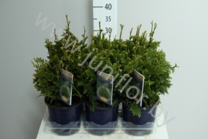 Туя Thuja Cancan