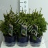 Туя Thuja Cancan